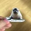 Be Nice Sticker - Sea lion