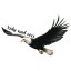 Be Nice Sticker - Eagle